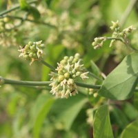 Leptadenia reticulata (Retz.) Wight & Arn